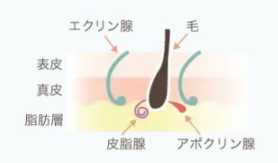 アポクリン腺とエクリン腺