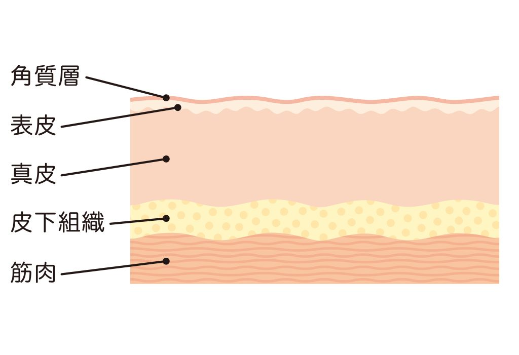 皮下組織の構造